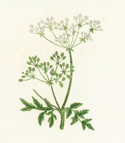 Conium Maculatum da English School