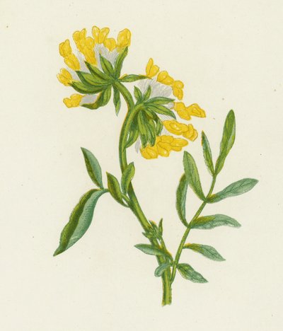 Vulneraria comune, Anthyllis Vulneraria da English School