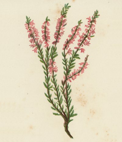 Brugo Comune, Calluna Vulgaris da English School
