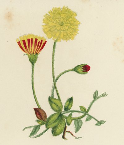 Hieracium Pilosella da English School