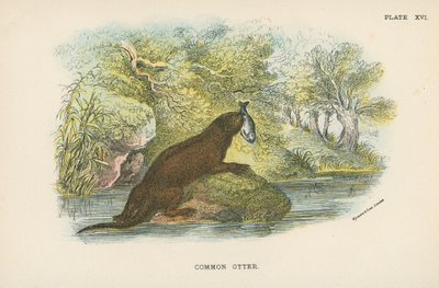 Lontra comune da English School