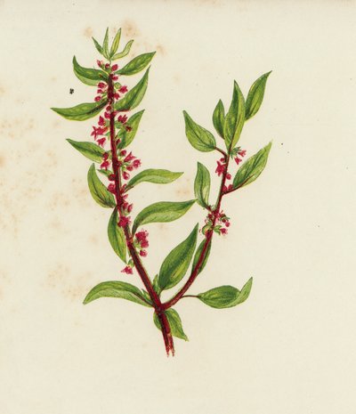 Parietaria officinale, Parietaria Officinalis da English School