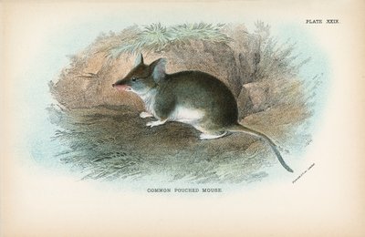 Topo marsupiale comune da English School