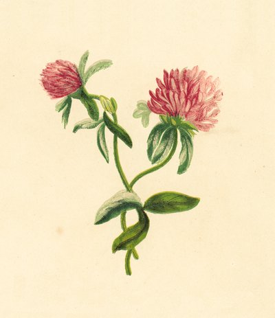 Trifoglio Viola Comune, Trifolium Pratense da English School