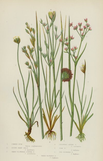 Canna comune, Canna marina affilata minore, Canna articolata a fiore affilato, Canna alpina raggruppata, Canna di rospo da English School