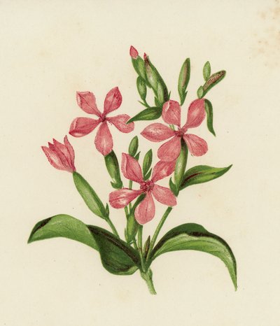Saponaria comune, Saponaria Officinalis da English School