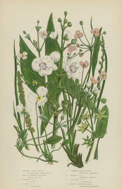 Stella d
