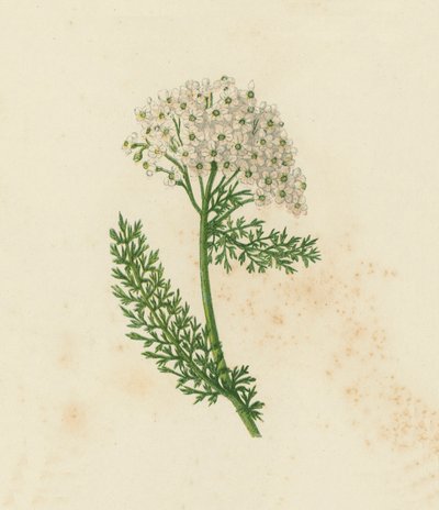 Achillea millefoglie, Achillea Millefolium da English School