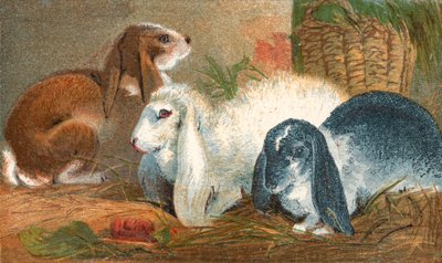 Coniglio marrone comune, coniglio angora bianco e coniglio log-eared bianco e nero da English School