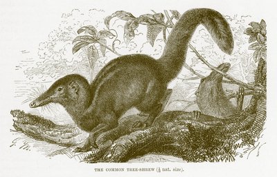 Tupaia comune, illustrazione da The Royal Natural History da English School