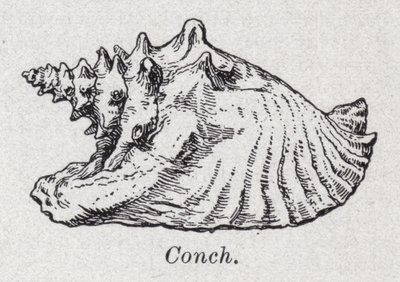 Conchiglia da English School