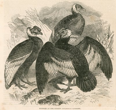 Condor ai Surrey Zoological Gardens, Londra da English School