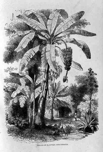 Conuco di piantaggine e tabacco, da Santo Domingo Passato e Presente di Samuel Hazard, pub. 1873 da English School