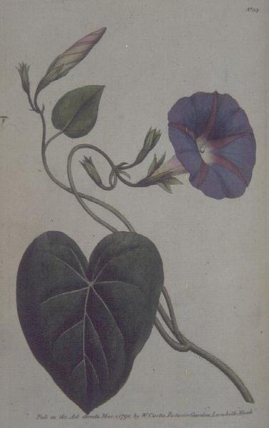 Convolvolo maggiore o convolvolo purpureo (Convolvulus purpureus), tavola 113 da 