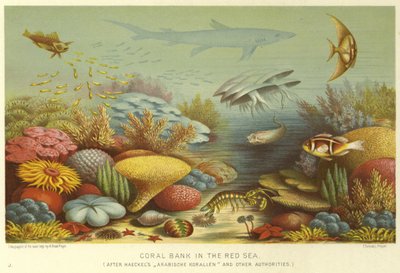 Banco di corallo nel Mar Rosso da English School