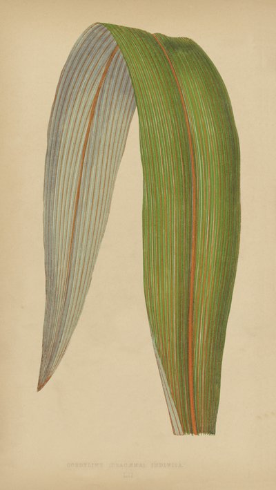 Cordyline (Dracaena) Indivisa da English School