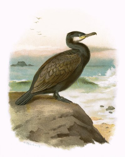 Cormorano da English School