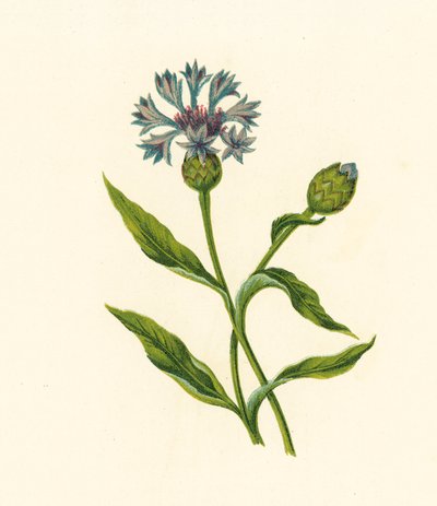 Fiordaliso, Centaurea Cyanus da English School