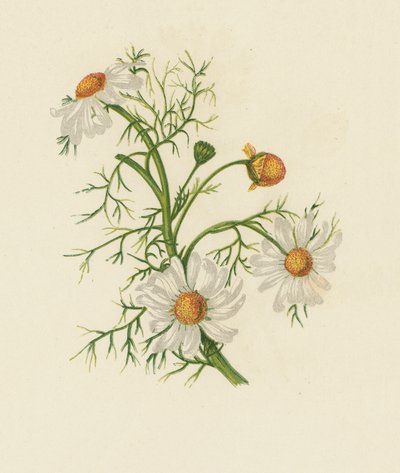 Camomilla dei campi, Pyrethrum Inodorum da English School