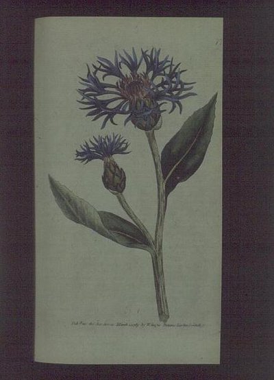 Fiordaliso (Centaurea montana), tavola 77 da 