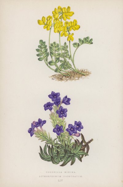 Coronilla Minima; Lithospermum Prostratum (litografia a colori) da English School