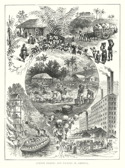 Raccolta e imballaggio del cotone in America (incisione) da English School