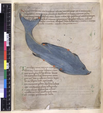 La costellazione del Delfino da 