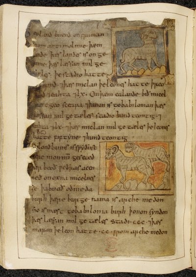 Cotton Vitellius A. XV f.98v, Una pecora con un solo corno, rivolta a destra; due pecore con due corna, rivolte a sinistra, da Beowulf, dal 