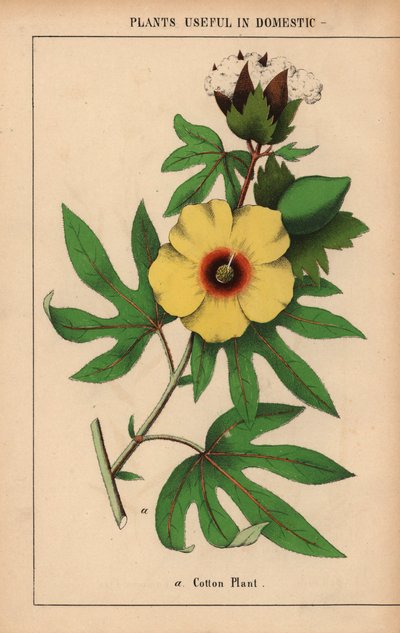 Pianta di cotone, con fiore giallo e capsula di cotone bianco, da 