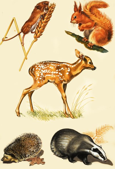 Montaggio di animali di campagna da English School
