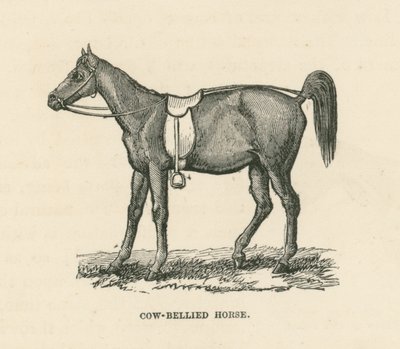 Cavallo dal ventre di mucca (incisione) da English School