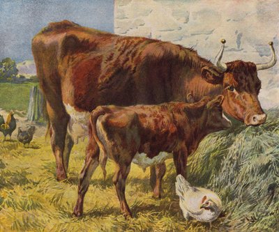 Mucca, vitello e galline da English School