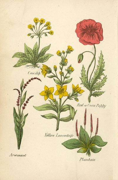 Primula, Papavero Rosso o di Campo, Lisimachia Gialla, Poligono, Piantaggine da English School