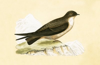 Rondine delle scogliere, illustrazione da 