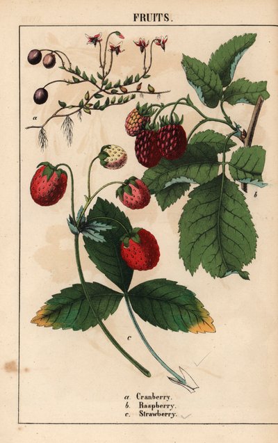 Mirtillo rosso, lampone e fragola, da 