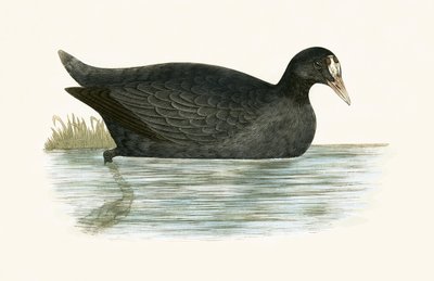 Folaga crestata, illustrazione da 