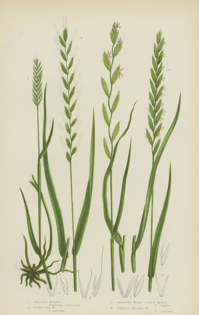 Grano crestato, grano marino, grano strisciante o grano di divano, grano a radici fibrose da English School