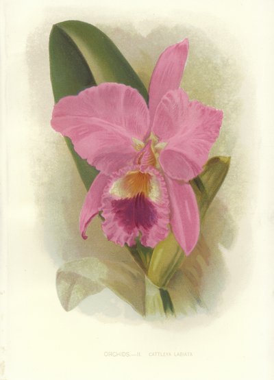 Cattleya cremisi da English School
