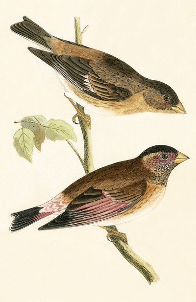 Grosbeak dalle ali cremisi, illustrazione da 