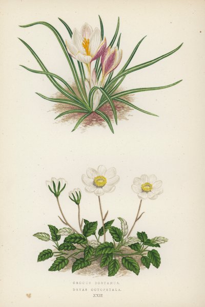 Crocus Boryanus; Dryas Octopetala da English School