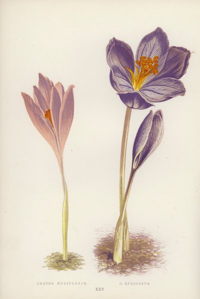 Crocus Nudiflorus; C Speciosus (litografia a colori) da English School