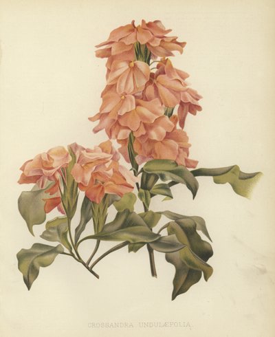 Crossandra undulaefolia da English School