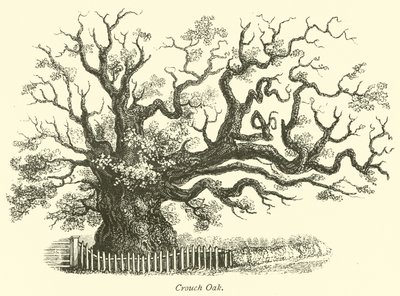 Quercia di Crouch da English School