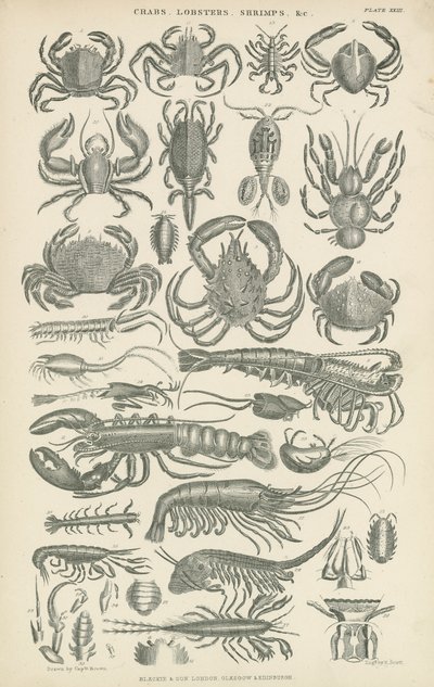 Crostacei (incisione) da English School