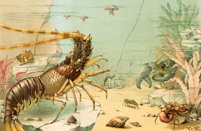 Crostacei da English School