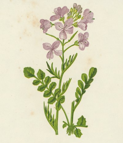 Cardamine dei prati, Cardamine Pratensis da English School