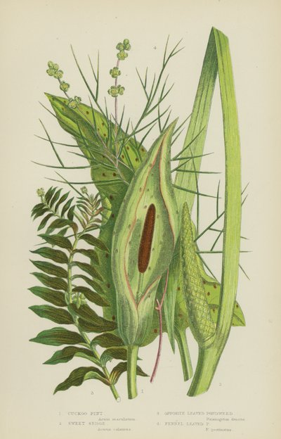 Arum maculatum, Calamo aromatico, Potamogeton a foglie opposte, Potamogeton a foglie di finocchio da English School