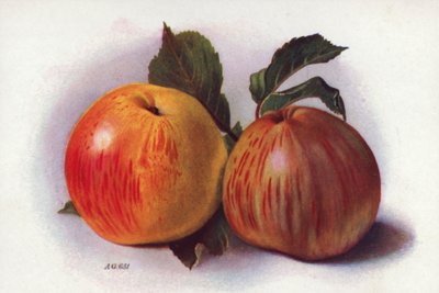 Mele culinarie (litografia a colori) da English School