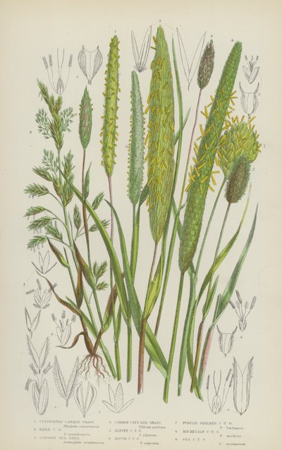 Erba del Canarino Coltivata, Erba del Canarino di Canna, Canna di Mare Comune, Erba di Coda di Gatto Comune da English School