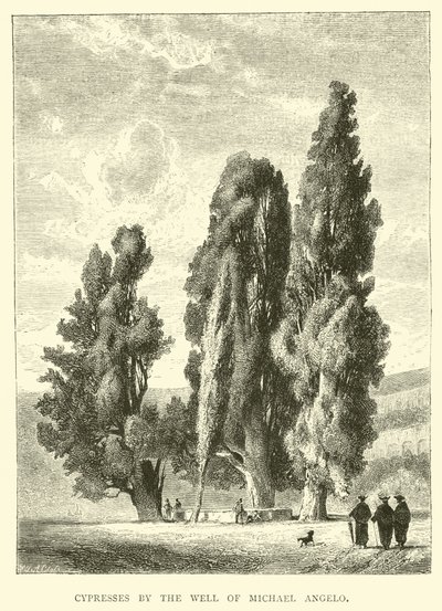 Cipressi presso il pozzo di Michelangelo da English School